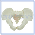 PNT-0111 Skeletology formation modèle de bassin masculin pour l&#39;hôpital